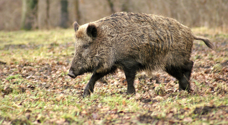 wild-boar-70420_960_720 (1)